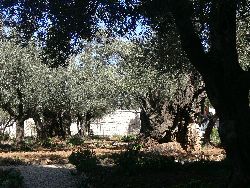 Garten Gethsemane