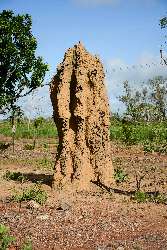 Termiten-Bauten